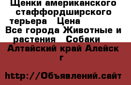 Щенки американского стаффордширского терьера › Цена ­ 20 000 - Все города Животные и растения » Собаки   . Алтайский край,Алейск г.